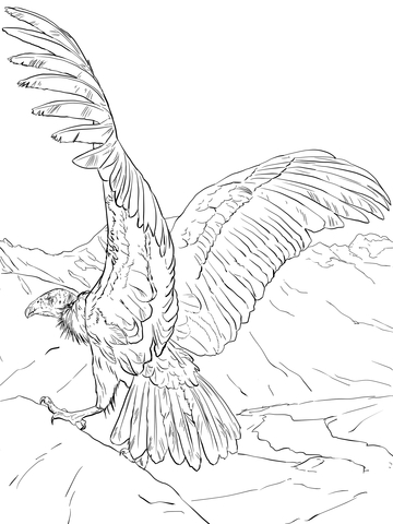 Andean Condor Coloring Page